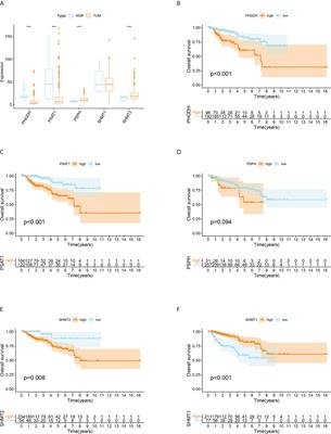 SHMT2 regulates <mark class="highlighted">serine metabolism</mark> to promote the progression and immunosuppression of papillary renal cell carcinoma